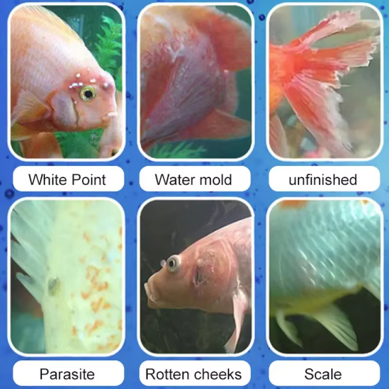 SIKEZHAN Behandeling van viszi - Aquarium Liquid Carbon recensie en prijs