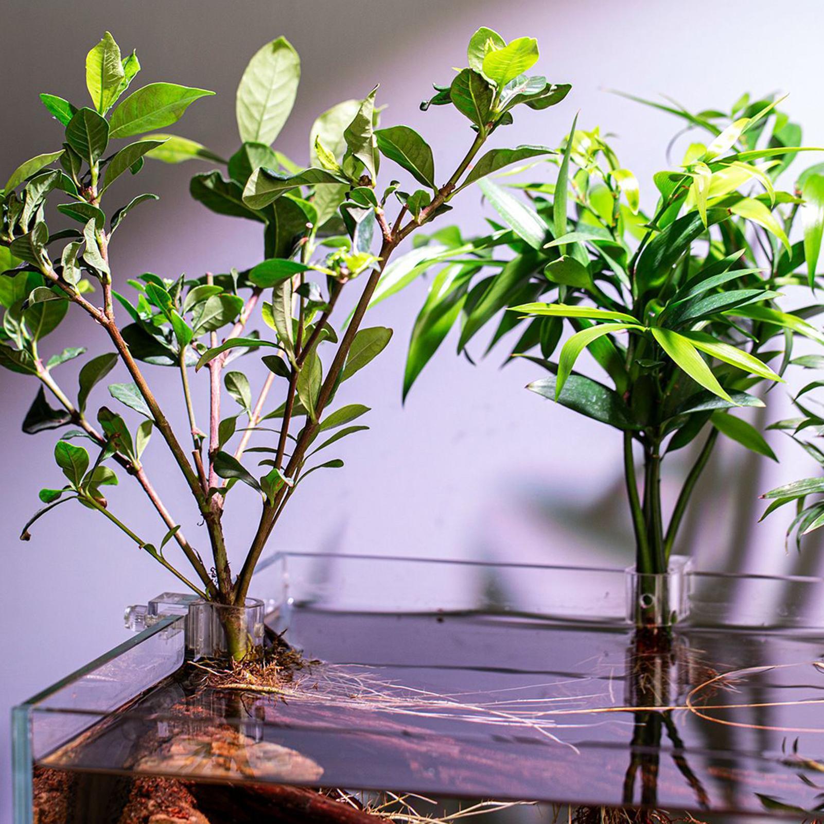 6 stuks aquariumplantenhouders - Aquarium Plant Holder recensie en prijs
