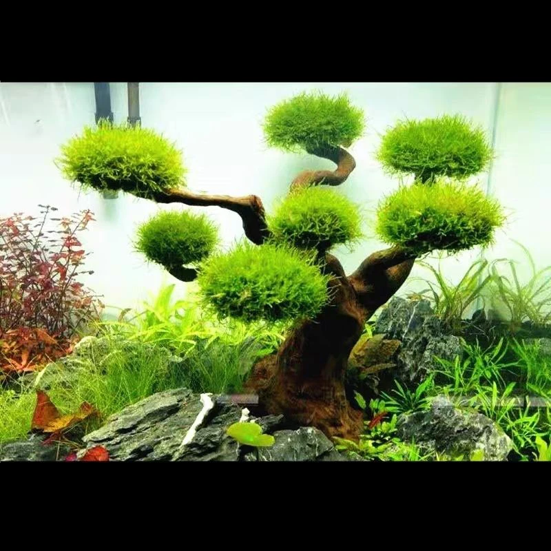 Aquarium Drijfhout Landschapsa - Aquarium Driftwood recensie en prijs