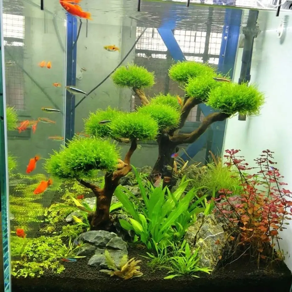 Aquarium Drijfhout Landschapsa - Aquarium Driftwood recensie en prijs