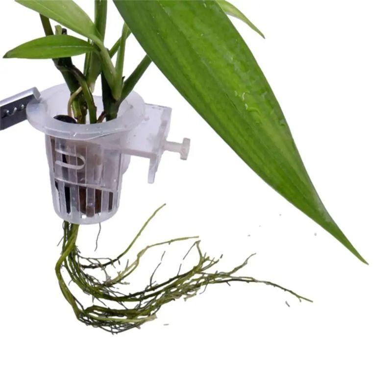 A7THK-2 stuks transparante han - Aquarium Plant Holder recensie en prijs
