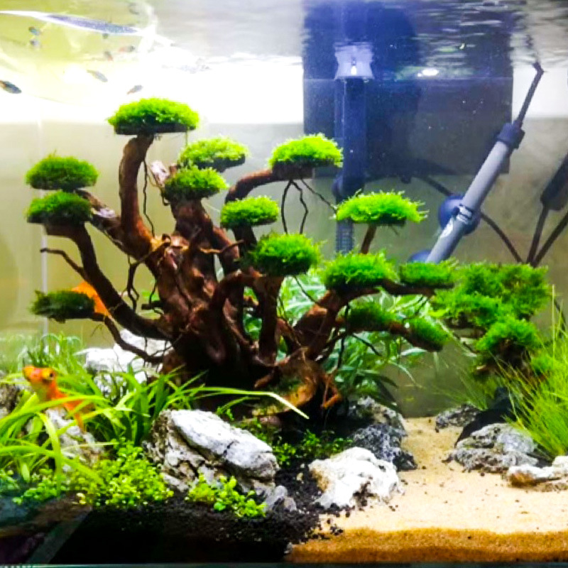 Aquariumlandschap mosboom skel - Aquarium Plant Substrate recensie en prijs