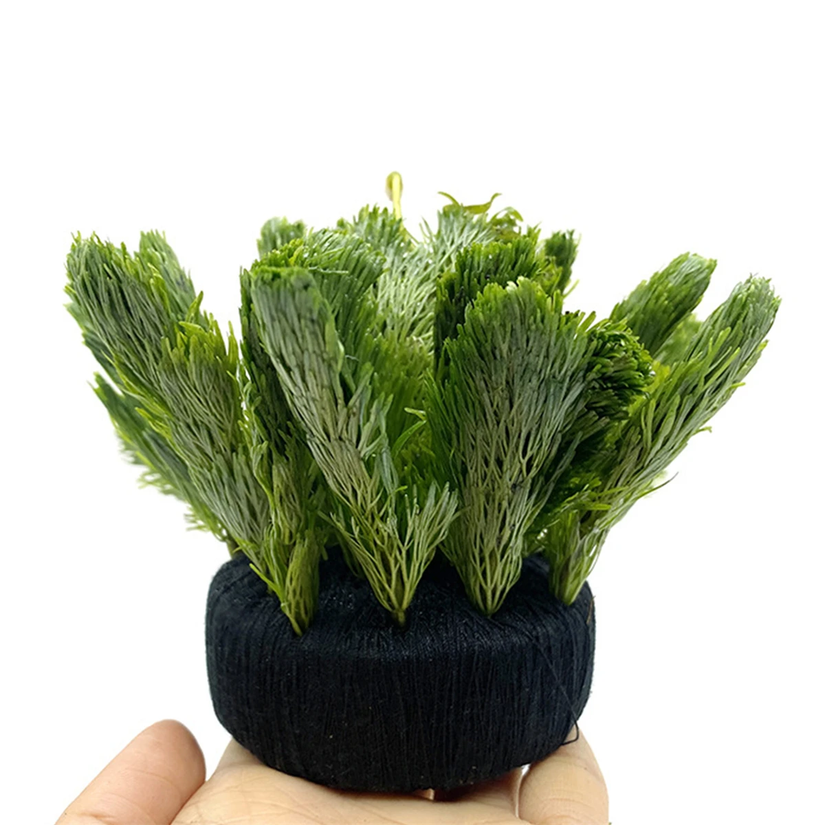 5 Stuks Zwart Aquarium Water G - Aquarium Plant Substrate recensie en prijs